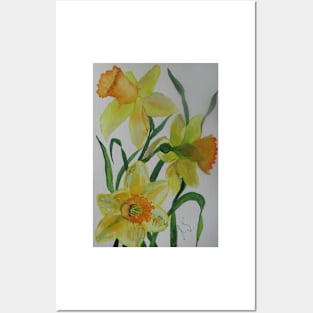 Daffodils Posters and Art